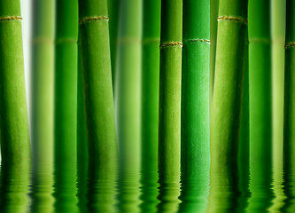 Image showing Bamboo Forest with Water reflection