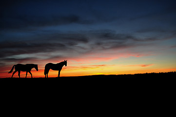 Image showing Horses walking in the sunset