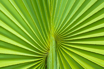 Image showing Palm tree leaf background