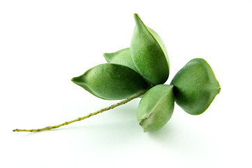 Image showing Green Almond Fruit