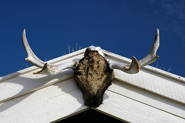 Image showing Skull