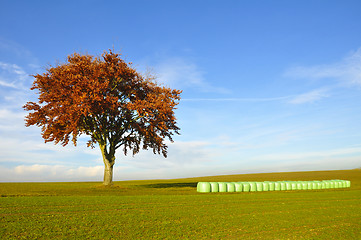 Image showing Tree and hay bales