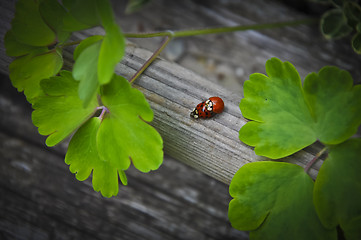 Image showing Ladybugs Mating