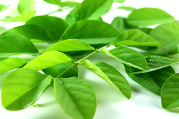 Image showing Green Leaf Background