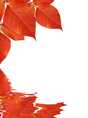 Image showing Leaves background reflecting in water
