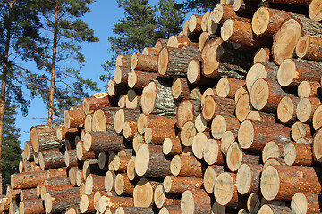 Image showing Pine Timber Logs Stacked in Pine Forest