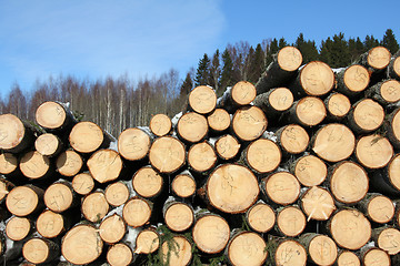 Image showing Stacked Spruce Timber in Spring Forest