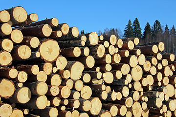 Image showing Pine Timber Logs