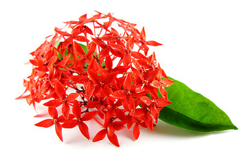 Image showing Red Flowers with Green Leaf