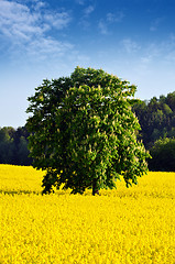 Image showing  Rapeseed Field 