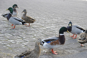 Image showing ducks