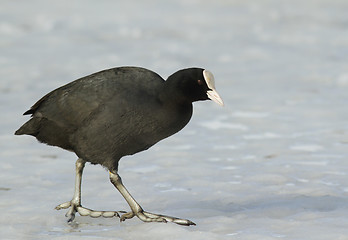 Image showing Common Coot on the ice.