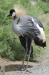 Image showing grey crowned crane