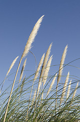 Image showing reed flower