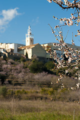 Image showing Almond tree blossom