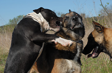 Image showing biting pit bull