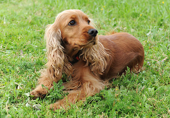 Image showing cocker spaniel