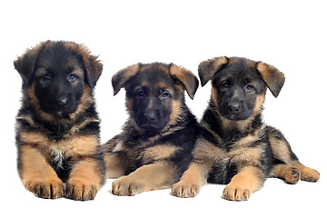 Image showing puppies german shepherds