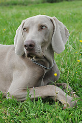 Image showing puppy weimaraner dog