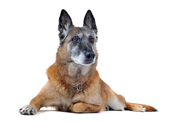 Image showing old malinois