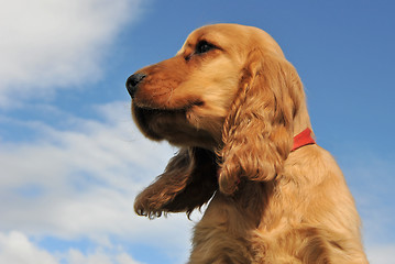 Image showing puppy cocker spaniel