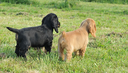 Image showing puppies