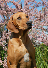 Image showing puppy  Rhodesian Ridgeback