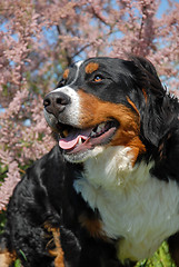 Image showing young bernese mountain dog