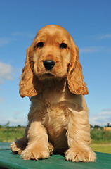 Image showing puppy cocker spaniel