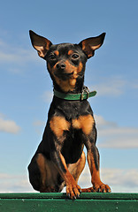 Image showing miniature pinscher