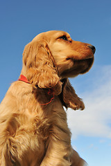 Image showing puppy english cocker