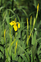 Image showing wild iris