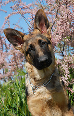 Image showing puppy german shepherd