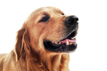 Image showing golden retriever