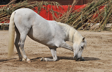 Image showing Horse bow