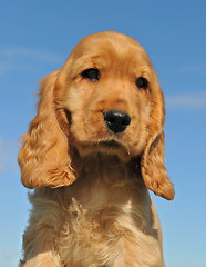 Image showing puppy cocker spaniel