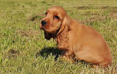 Image showing puppy cocker spaniel