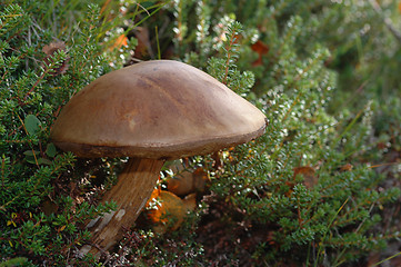 Image showing Mushroom