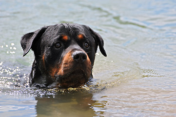 Image showing swimming rottweiler