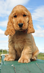 Image showing puppy spaniel cocker