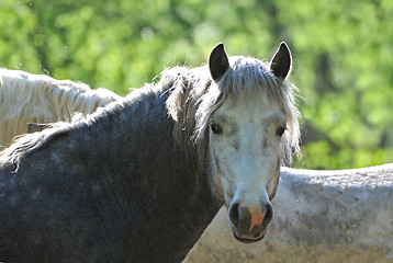 Image showing young stallion camargue