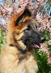 Image showing puppy tervuren