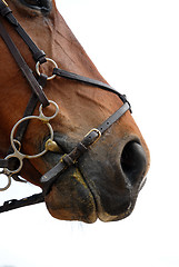 Image showing bridle