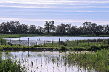 Image showing wetlands 