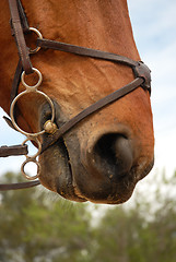 Image showing horse bridle