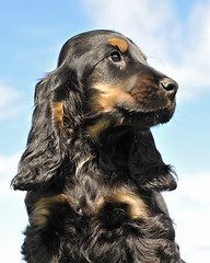 Image showing puppy cocker spanier