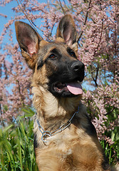 Image showing puppy german shepherd