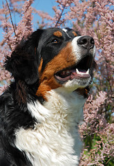 Image showing young bernese mountain dog