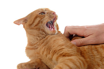 Image showing aggressive ginger cat 