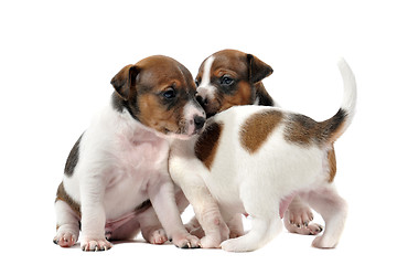 Image showing puppies jack russel terrier